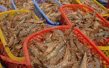 Giá tôm trồi sụt, nông dân bất an