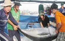 Hướng đi nào cho cá ngừ đại dương?