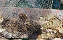 Bình Định: Giá tôm hùm thương phẩm tăng gấp đôi