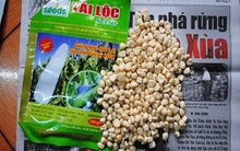 Ngô rởm “tấn công” vụ đông