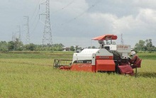 Gạo thơm chớp cơ hội xuất khẩu?