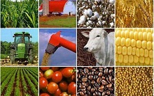 Dồn lực cho nông sản giá trị cao