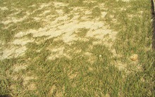 Mất trắng vụ hành thu đông