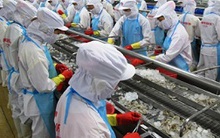 Đói tôm nguyên liệu