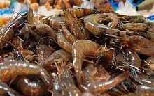 Tôm tươi không còn bán đắt
