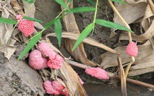 Khẩn cấp ngăn chặn tình trạng buôn bán, nhân nuôi ốc bươu vàng