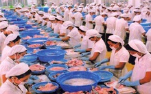 Bất ổn ở doanh nghiệp chế biến cá tra