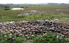 Thương lái Trung Quốc mua ốc bươu vàng làm gì?