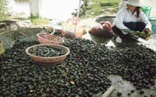 Ốc bươu vàng “rớt” giá