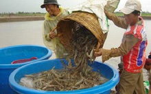 Tiền Giang: Giá tôm tăng gần gấp đôi so với năm trước