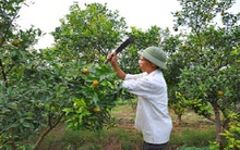 Điêu đứng vì cam chín bất thường