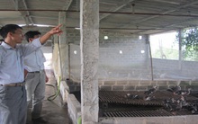 Thuần hóa vịt trời, thu hàng trăm triệu