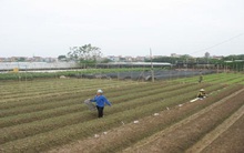 Thế chấp sổ đỏ để ồ ạt trồng hoa ly Tết