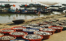 Ngư dân Khánh Hòa được mùa cá nục gai, cá sơn thóc