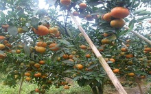 Yên Bái: Cam canh được mùa, được giá