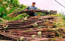 Mía nguyên liệu tăng giá