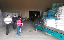 Rất ít lúa được bán trực tiếp cho doanh nghiệp xuất khẩu