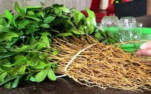 Đổ xô trồng cây “thần dược”