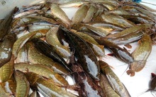 Cá đồng giá giảm mạnh