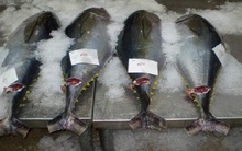 Xuất khẩu cá ngừ Việt Nam khó hồi phục