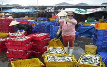 Trúng mùa cá nục