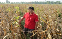 Nông dân loay hoay trên đống nợ vì ngô lai