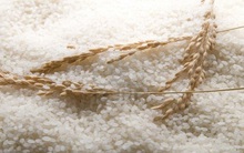 Quan chức Chính phủ Nhật ăn gạo sản xuất trong nước để trấn an người dân