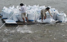 Buông lỏng kiểm tra thức ăn thủy sản, nông dân “lãnh đủ”