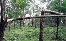 Làm giàu từ “vàng trắng”: Cần một chiến lược bài bản