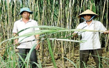 “Giải cứu” nông dân trồng mía