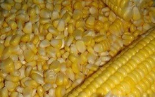 Trung Quốc cấm nhập 545.000 tấn ngô biến đổi gene của Mỹ