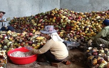 Người trồng ‘vàng’ vẫn nghèo