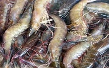 Thái Lan thiệt hại 1,5 tỷ USD do hội chứng tôm chết sớm