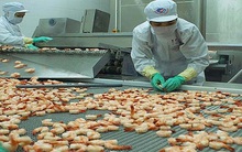 Tôm thẻ chân trắng: “Lột xác” ngoạn mục