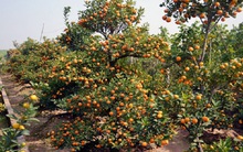 Quất tiền triệu, thế đẹp đang ế khách