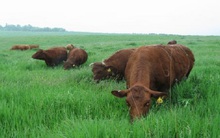 Nuôi bò vỗ béo cho thu nhập cao