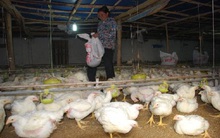 Một năm buồn con gà lông trắng!