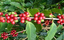 Khó xuất khẩu cà phê tại chỗ