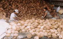 Cận tết, dừa khô nguyên liệu tăng giá mạnh