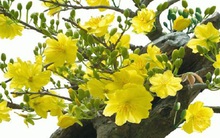 Các làng mai tấp nập bán mua