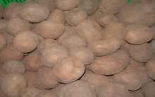 Bức xúc khoai tây Trung Quốc “đội lốt” Đà Lạt