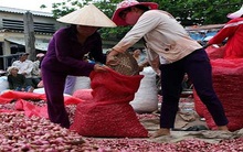 Trồng hành tím thu nhập cao, lãi bạc triệu