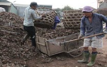 Người trồng dong riềng điêu đứng