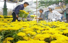 Hoa tết tràn về phố, nhà vườn đang lo ế