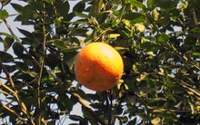 Giá 1 quả cam bằng cả yến thóc