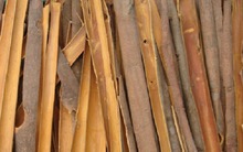 Quế rớt giá, nông dân chặt bỏ