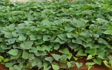 Cảnh giác thương lái mua lá khoai lang