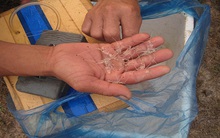 Ngư dân kiếm hàng chục triệu mỗi đêm từ tôm hùm giống