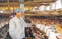 Trồng nấm: Nghề và cây siêu lợi nhuận