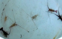 Giá tôm hùm giống hạ nhiệt